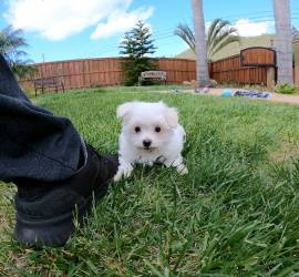 Cagnolini razza maltese toy