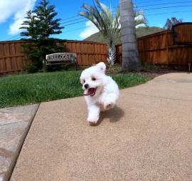 Cagnolini razza maltese toy