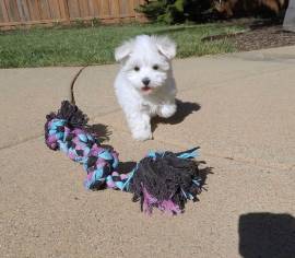 Cagnolini razza maltese toy