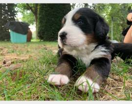 CUCCIOLI DI BOVARO CON PEDIGREE