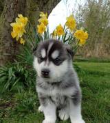 Cuccioli di husky siberiano