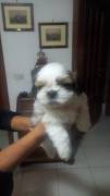 Cuccioli Shihtzu