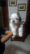 Cuccioli Shihtzu