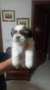 Cuccioli Shihtzu