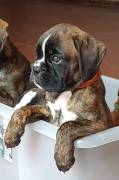 cucciolo di Boxer consegniamo direttamente a domicilio