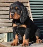 Cuccioli di Setter Gordon con Pedigree 