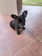 CUCCIOLO DI BULLDOG FRANCESE