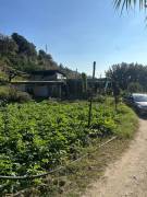 Monte Sant' Angelo Ampio appezzamento a vigneto con sovrastante palazzina