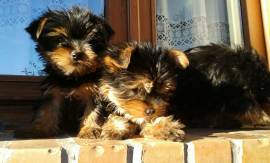 YORKSHIRE TERRIER