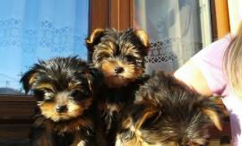 YORKSHIRE TERRIER