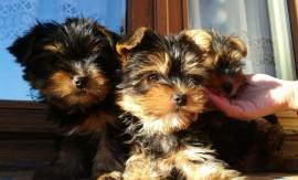 YORKSHIRE TERRIER