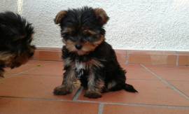 YORKSHIRE TERRIER