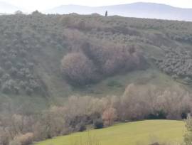 Terreno agricolo in Moscufo (PE)