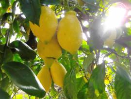 Limoni non trattati dal produttore al consumatore