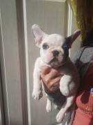 bulldog francese Blu