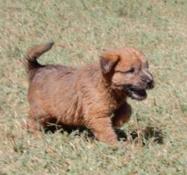 regalo cuccioli taglia media