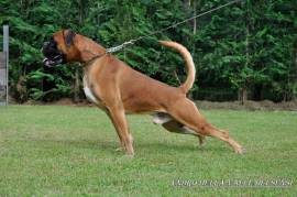 BOXER CUCCIOLI VENDO ABASSANO DEL GRAPPA E MAROSTICA CUCCIOLI BOXER VENDO A BASSANO