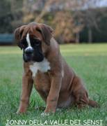 BOXER CUCCIOLI VENDO ABASSANO DEL GRAPPA E MAROSTICA CUCCIOLI BOXER VENDO A BASSANO