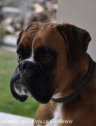 BOXER CUCCIOLI VENDO A LECCO