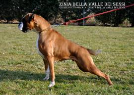 BOXER CUCCIOLI VENDO A LECCO