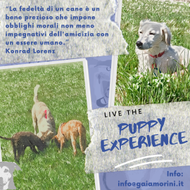 Puppt Experience in partenza!