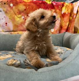 cucciolo di Maltipoo albicocca maschio