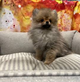 cucciola di Volpino di Pomerania fulvo femmina