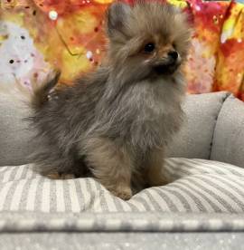 cucciola di Volpino di Pomerania fulvo femmina