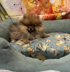 cucciolo di Volpino di Pomerania fulvo maschio