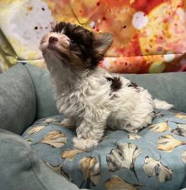 cucciolo di Yorkshire terrier biro bianco e cioccolato maschio