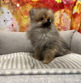  cucciola di Volpino di Pomerania fulvo femmina 