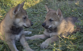 Bellissimi cuccioli di cane lupo cecoslovacco