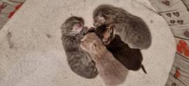 Cuccioli scottish fold e straight 