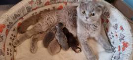 Cuccioli scottish fold e straight 