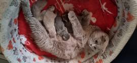 Cuccioli scottish fold e straight 