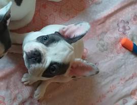 bulldog francese Blu