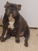 bulldog francese Blu