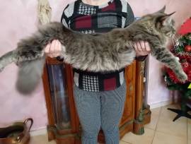 MAINE COON  CUCCIOLO 