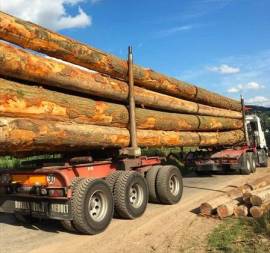 Tronchi di legno di qualità