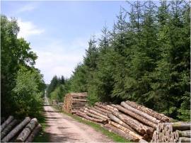 Tronchi di legno di qualità