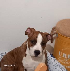  ADOZIONE URGENTE: ATTILA, SPLENDIDO AMSTAFF MASCHIO