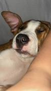  ADOZIONE URGENTE: ATTILA, SPLENDIDO AMSTAFF MASCHIO