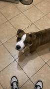  ADOZIONE URGENTE: ATTILA, SPLENDIDO AMSTAFF MASCHIO