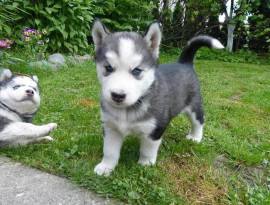 CUCCIOLI DI HUSKY IN VENDITA – DISPONIBILI MASCHI E FEMMINE