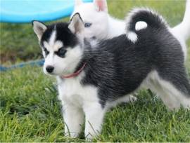 CUCCIOLI DI HUSKY IN VENDITA – DISPONIBILI MASCHI E FEMMINE