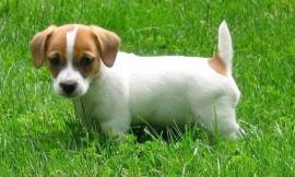 Allevamento Jack Russell a Como