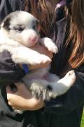 Cuccioli di Border Collie