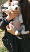 Cuccioli di Border Collie