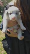 Cuccioli di Border Collie