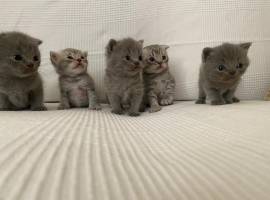 Cuccioli gatti Scottish Fold e Stright